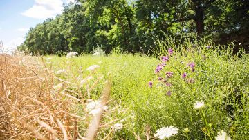Blühstreifen und Blühflächen im Ackerbau von BASF Agricultural Solutions Deutschland.